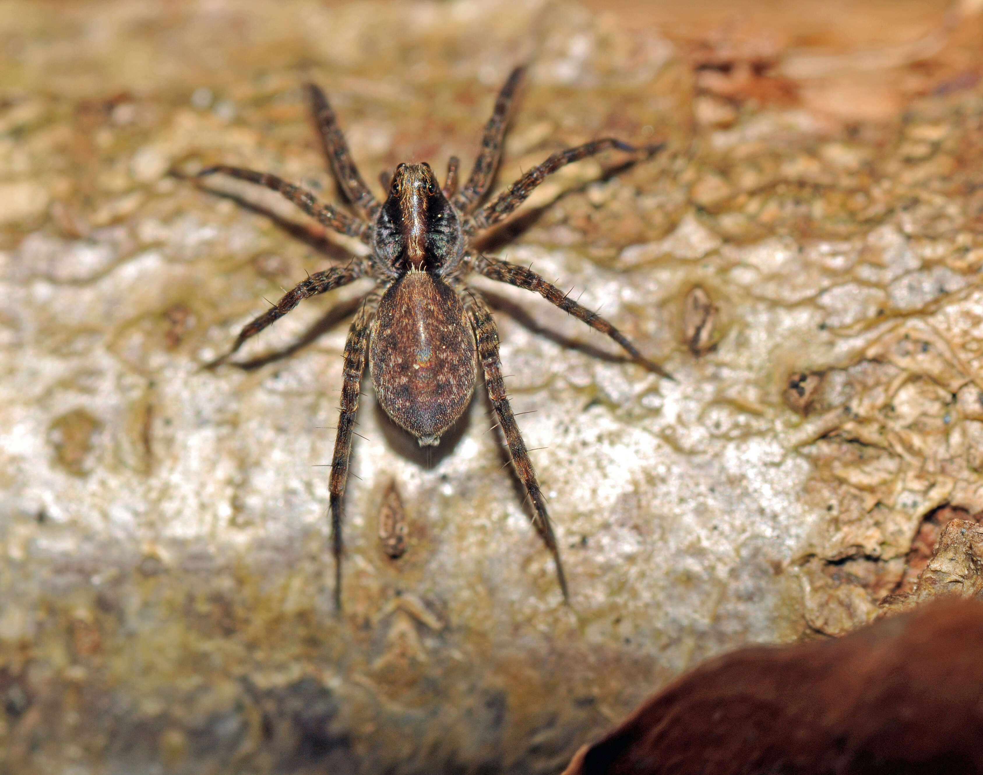 Image of Pardosa lugubris (Walckenaer 1802)