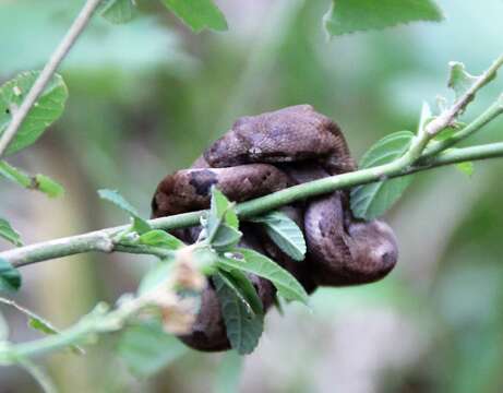 Image of Fiji Island Boa