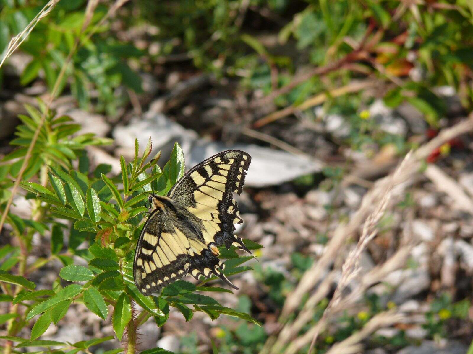 Image of Old World Swallowtail