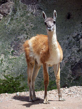 Image of Guanaco