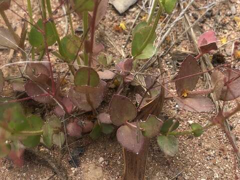 Image of Gonocarpus micranthus subsp. ramosissimus Orchard