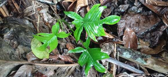 Image of Philodendron pedatum (Hook.) Kunth