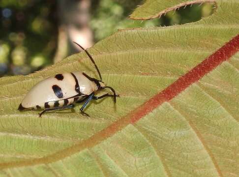 Image de <i>Eucorysses grandis</i>