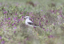 Image of Ground Cuckoo-shrike