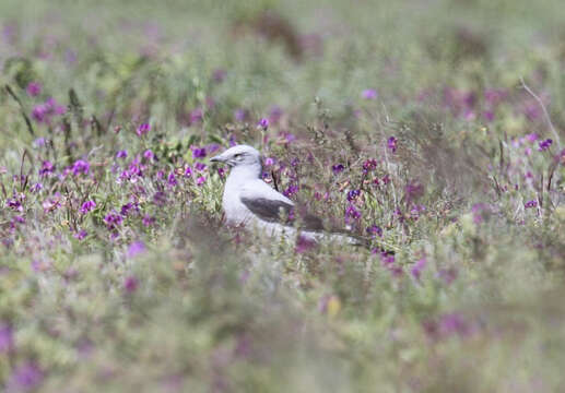 Image of Ground Cuckoo-shrike