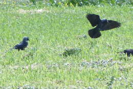 Corvus monedula soemmerringii resmi