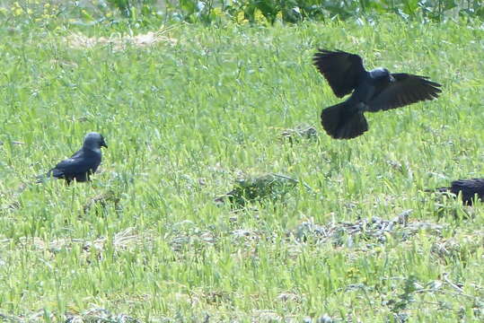 Слика од Corvus monedula soemmerringii