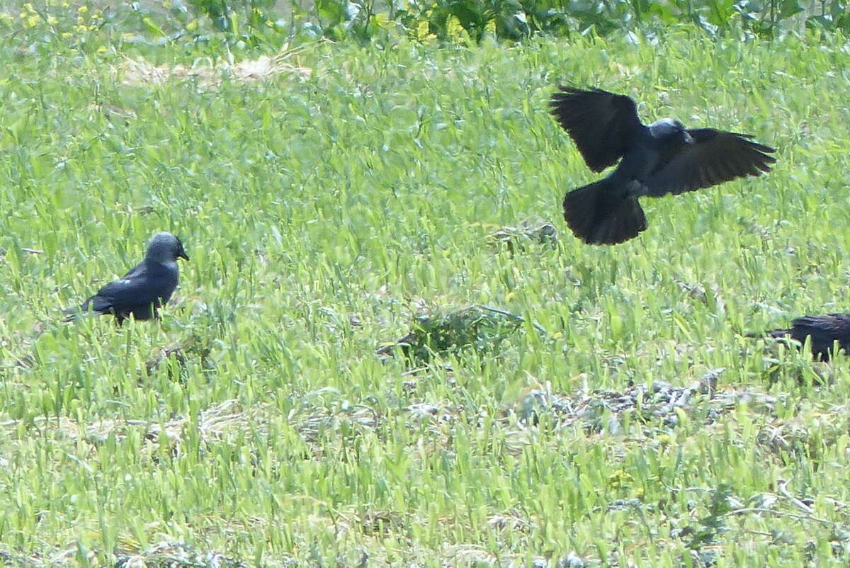 Sivun Corvus monedula soemmerringii kuva