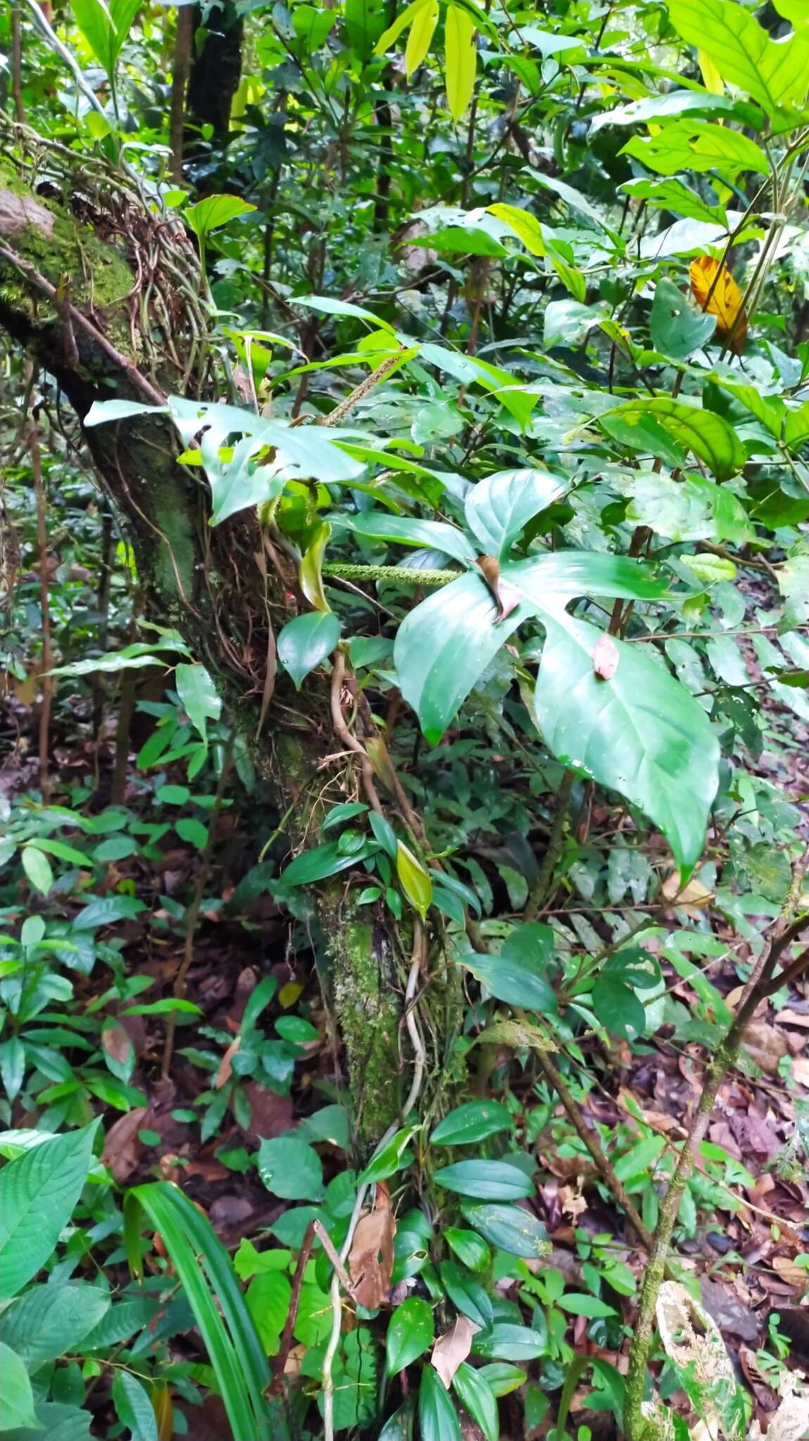 Image of Philodendron squamiferum Poepp.