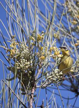 Image of Grey-headed Honeyeater