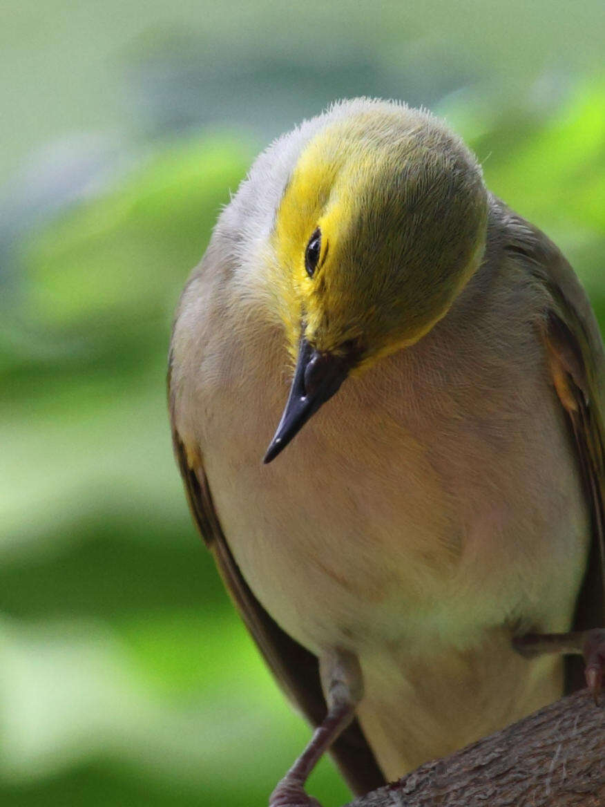 Image of White-plumed Honeyeater