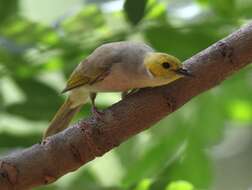 Image of White-plumed Honeyeater