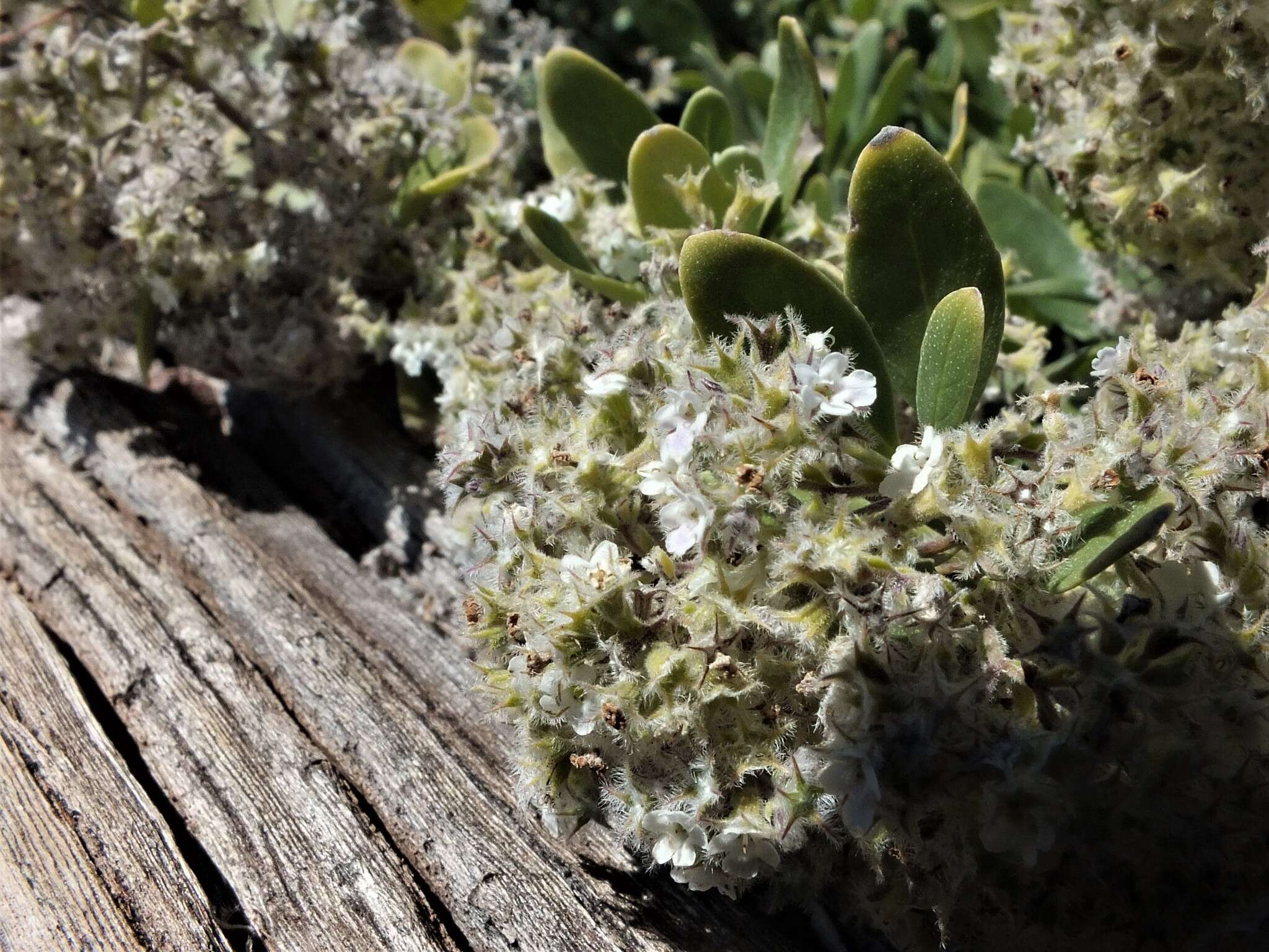 Image of Bystropogon origanifolius var. palmensis Bornm.