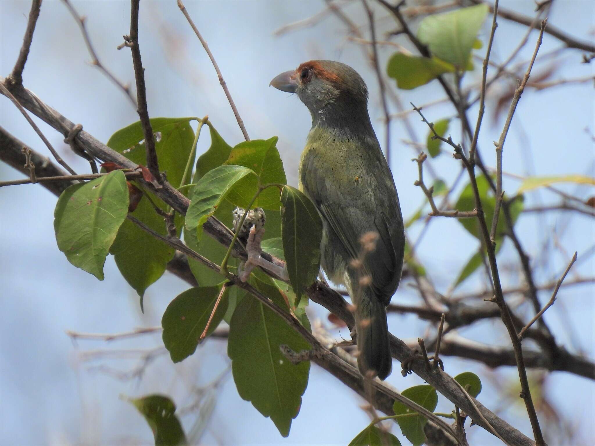 Слика од Cyclarhis gujanensis insularis Ridgway 1885