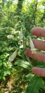 Image of eastern whiteflower beardtongue