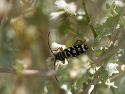 Image of Megacyllene multiguttata (Burmeister 1865)