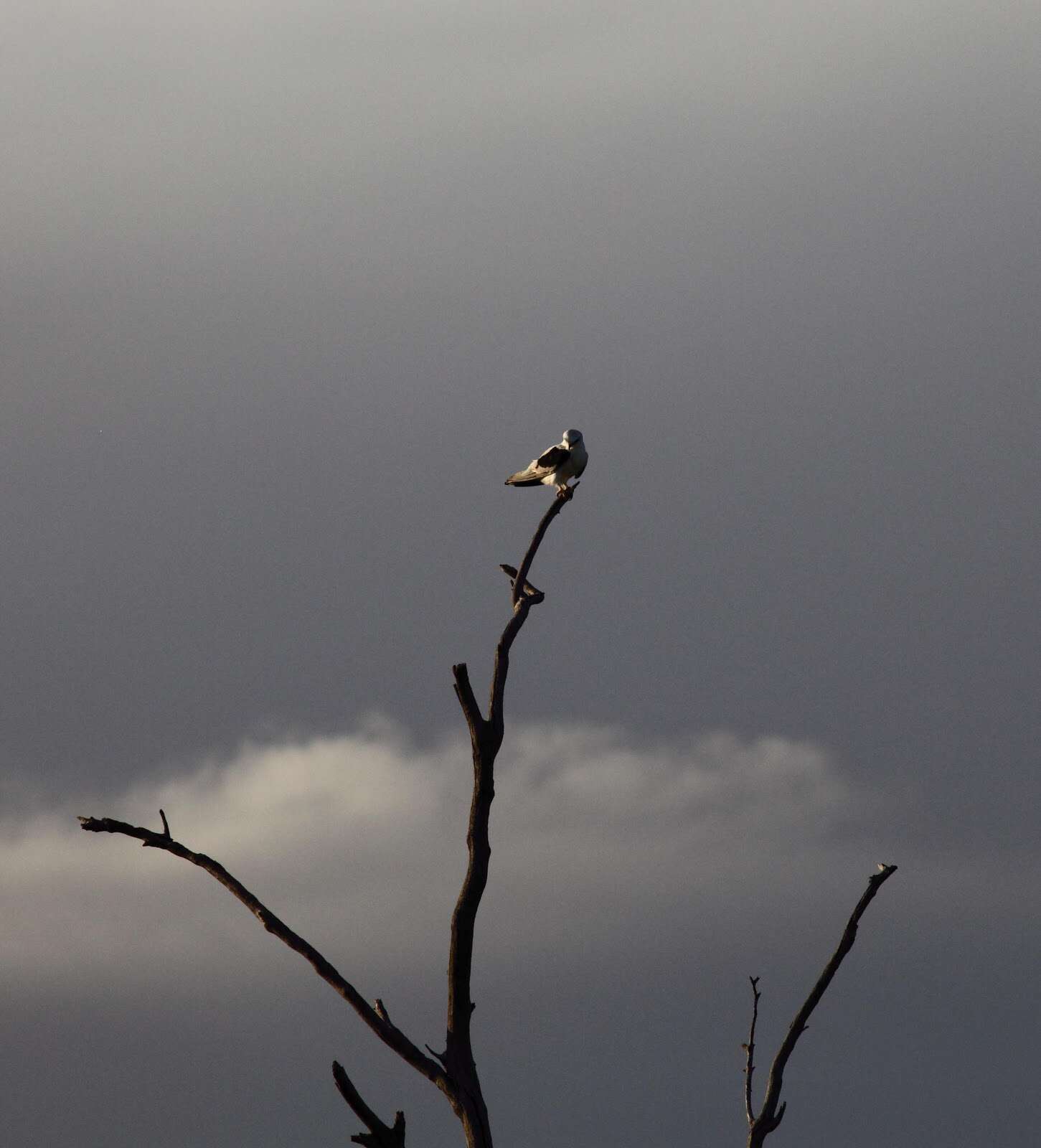 Image of Black-shouldered Kite