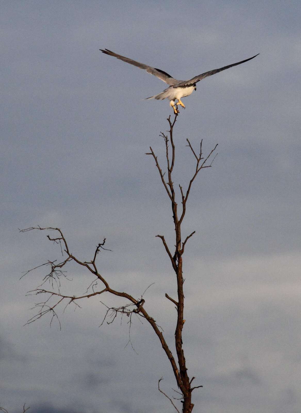 Image of Black-shouldered Kite