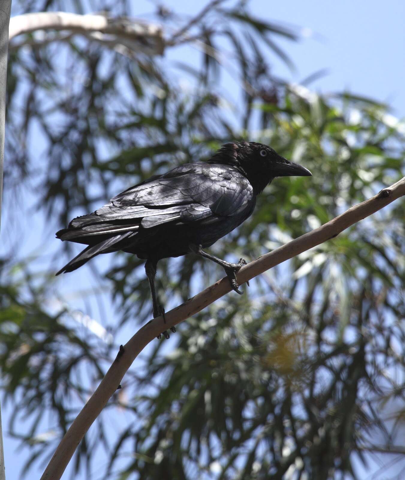 Image of Little Crow