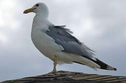 Image of California Gull