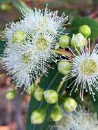 Angophora leiocarpa (L. Johnson ex G. Leach) K. R. Thiele & P. Y. Ladiges的圖片