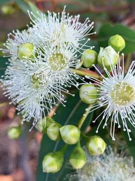 Angophora leiocarpa (L. Johnson ex G. Leach) K. R. Thiele & P. Y. Ladiges的圖片