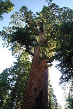 Image of giant sequoia