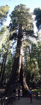 Sequoiadendron resmi