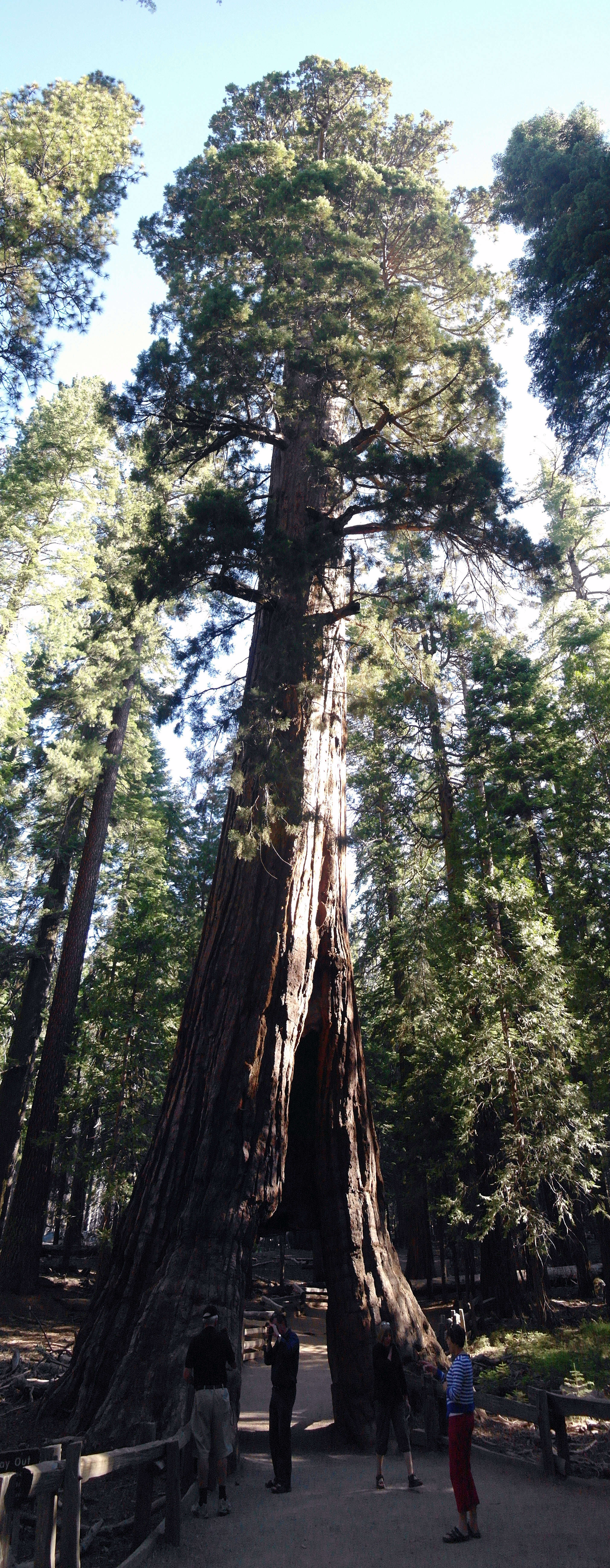 Image of giant sequoia