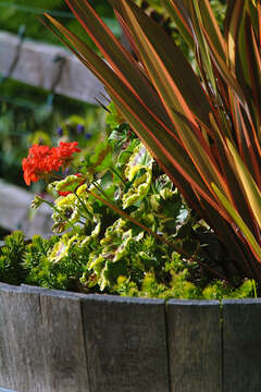 Imagem de Pelargonium hortorum Bailey