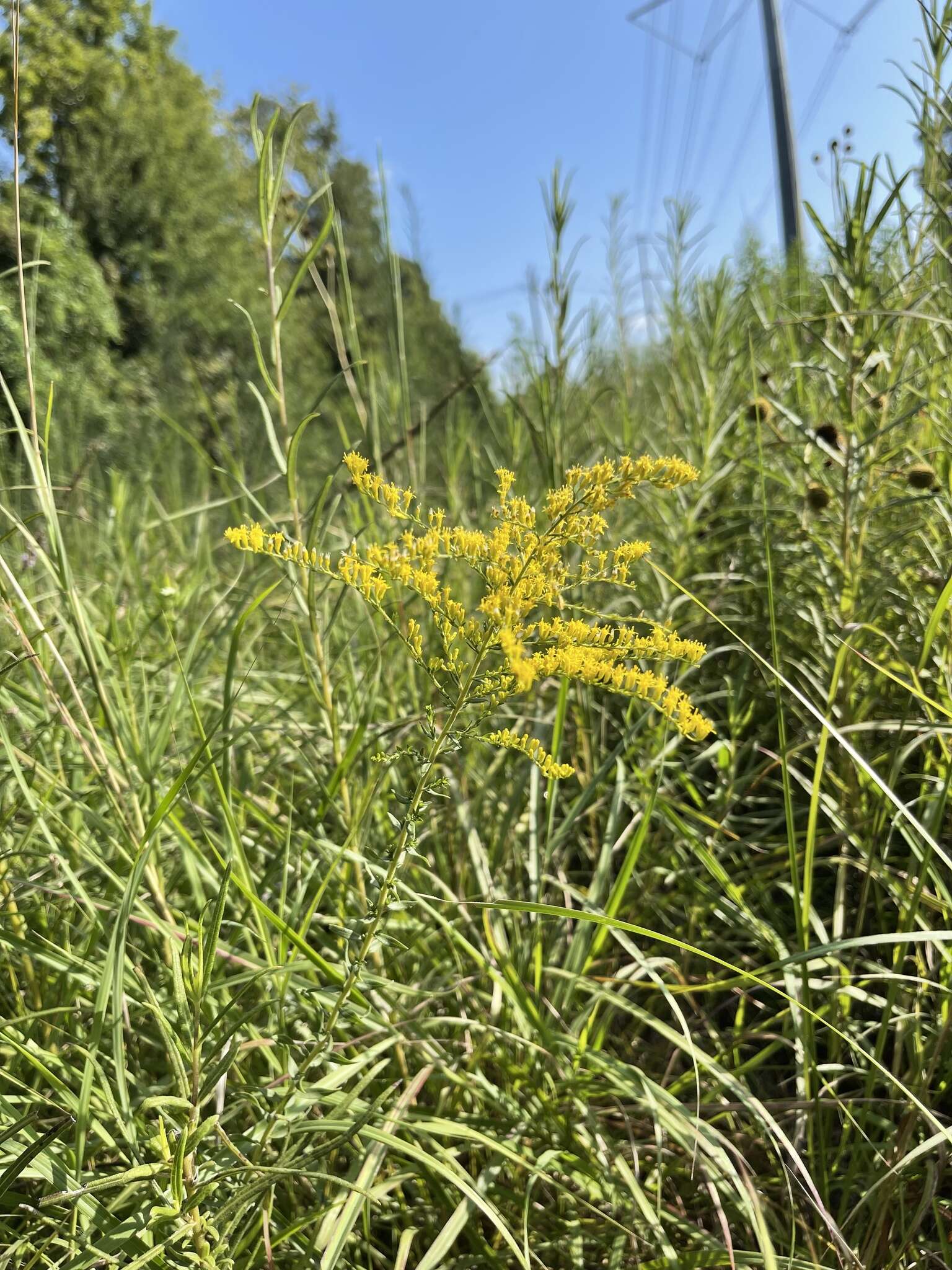 Image of twistleaf goldenrod