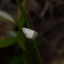 Imagem de Scopula propinquaria Leech 1897