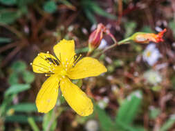 Слика од Hypericum australe Ten.