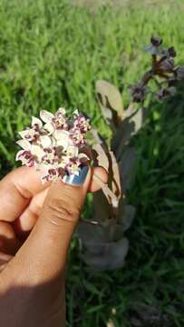 Image of Asclepias macroura A. Gray