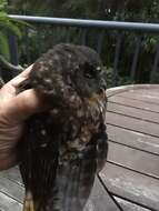 Image of Morepork