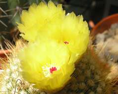 Parodia scopa (Spreng.) N. P. Taylor resmi