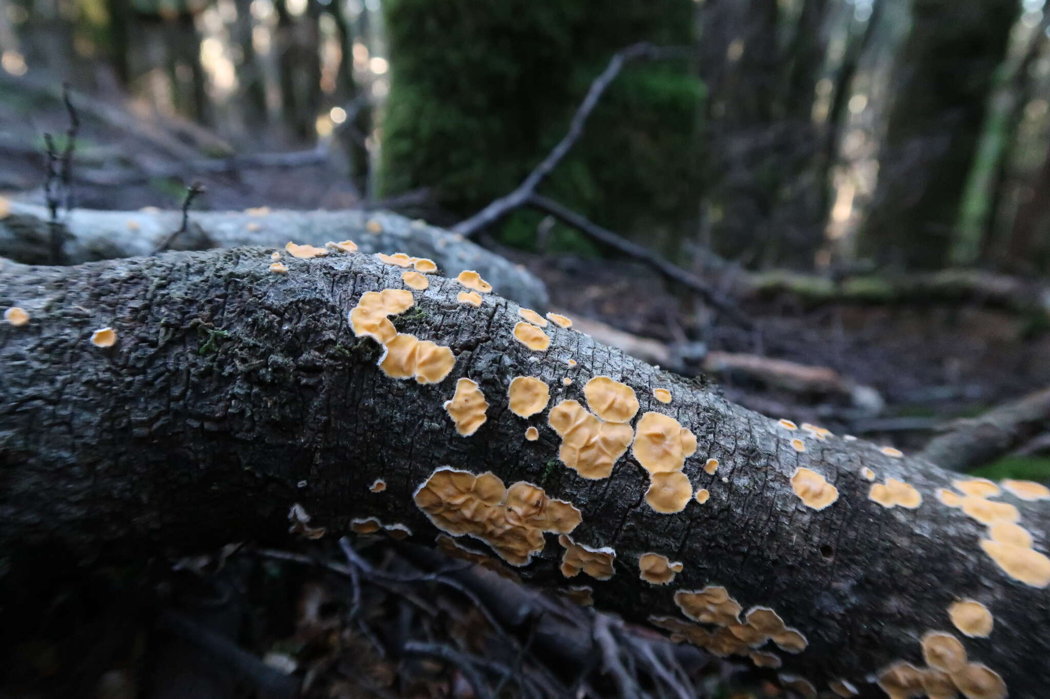 Sivun Aleurodiscus limonisporus D. A. Reid 1956 kuva