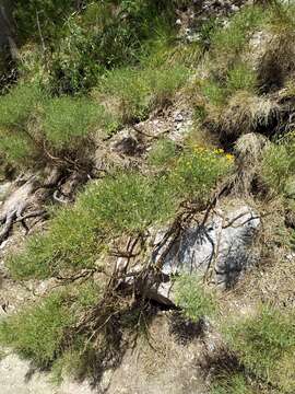 صورة Genista radiata (L.) Scop.