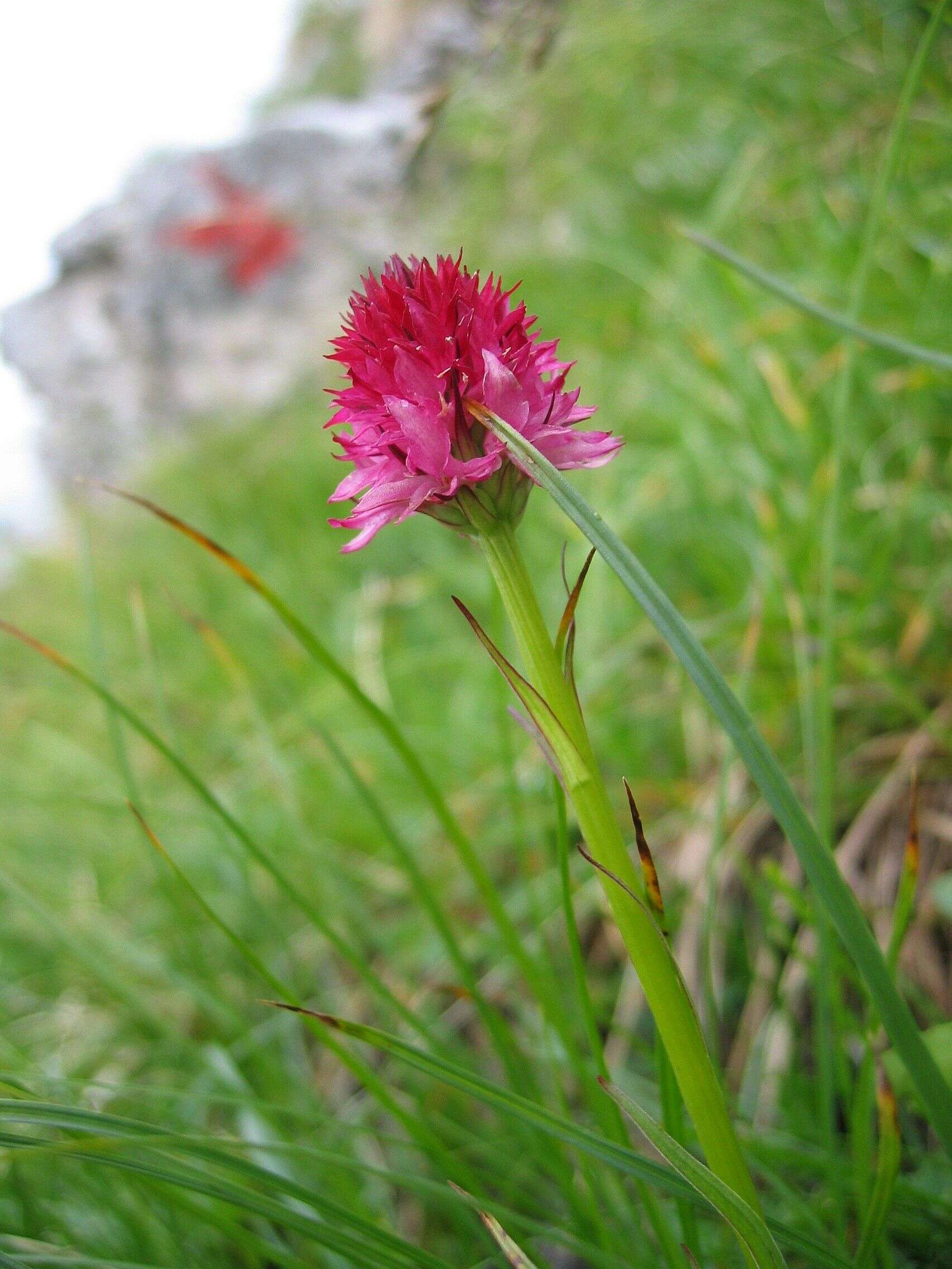 Image of Gymnadenia widderi (Teppner & E. Klein) Teppner & E. Klein