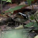 Image of Banded Antbird