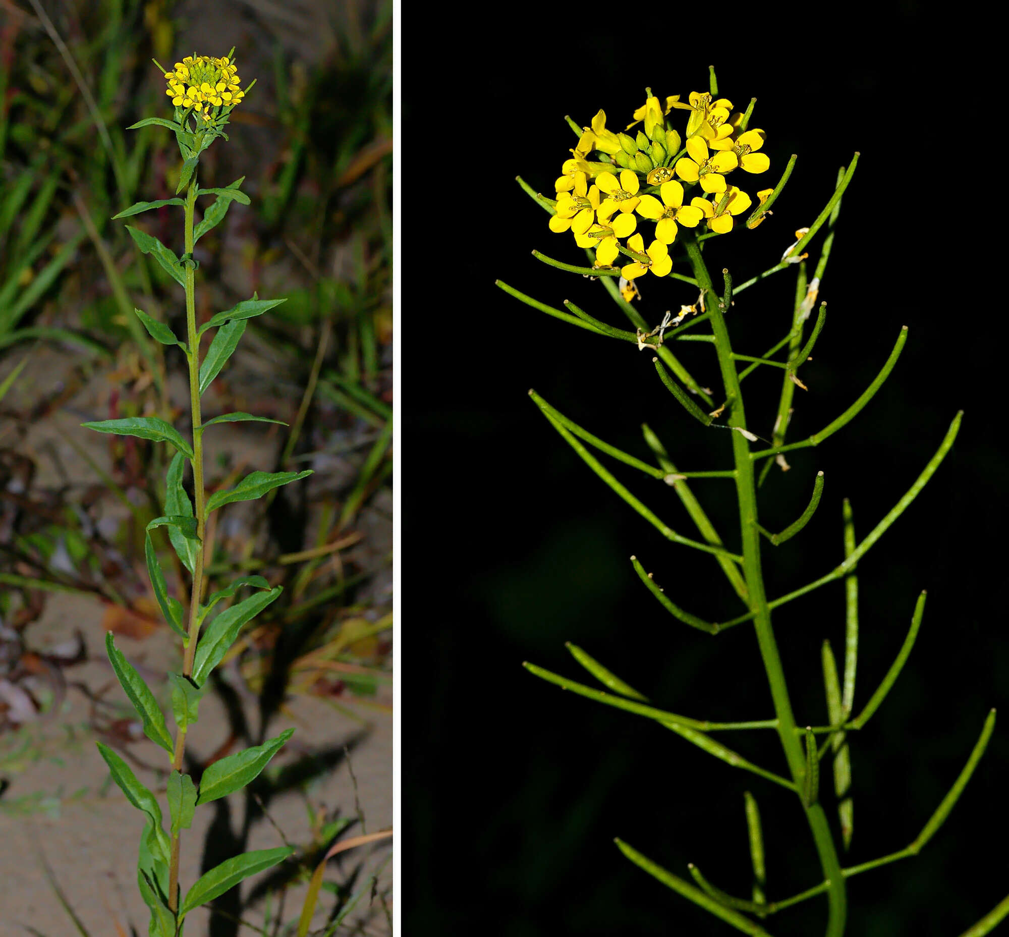 Image of treacle mustard