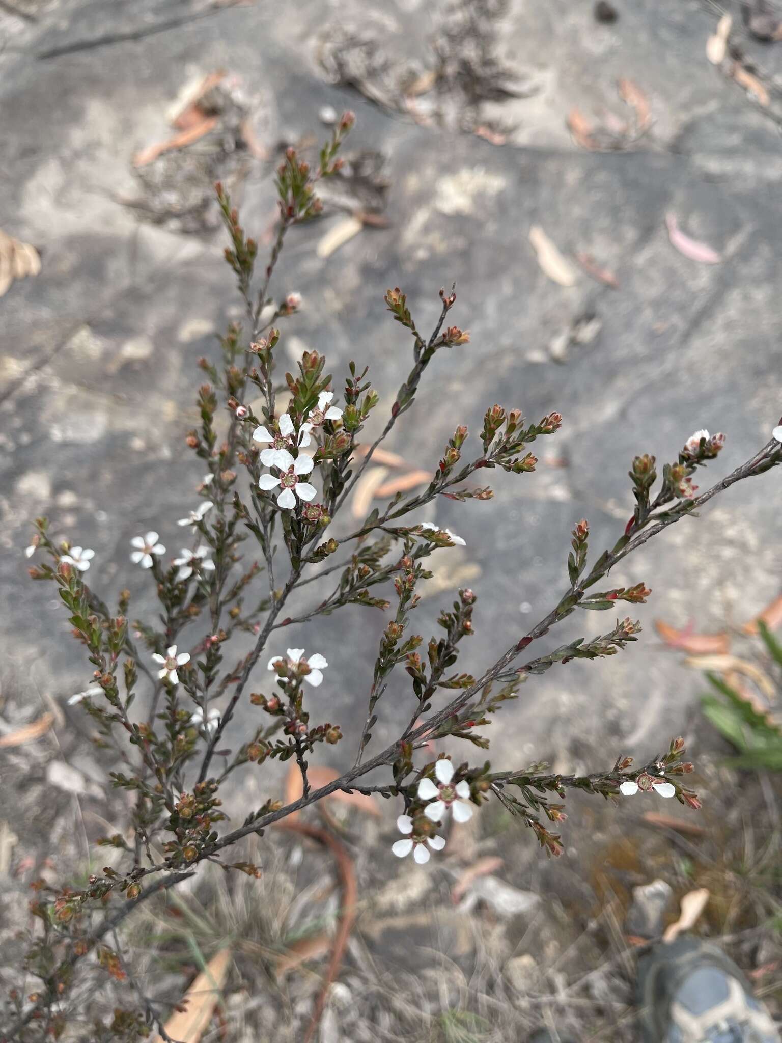 Sivun Leptospermum parvifolium Sm. kuva