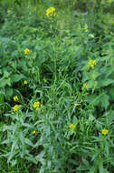 Image of treacle mustard