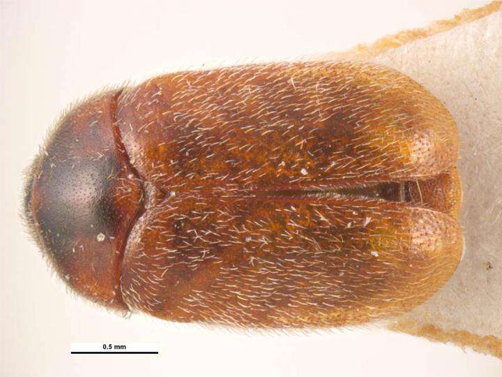 Image of Khapra beetle