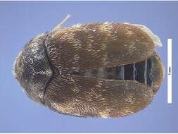 Image of Khapra beetle