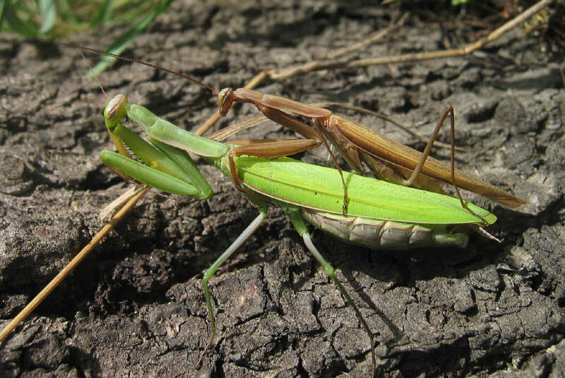 Plancia ëd Mantis