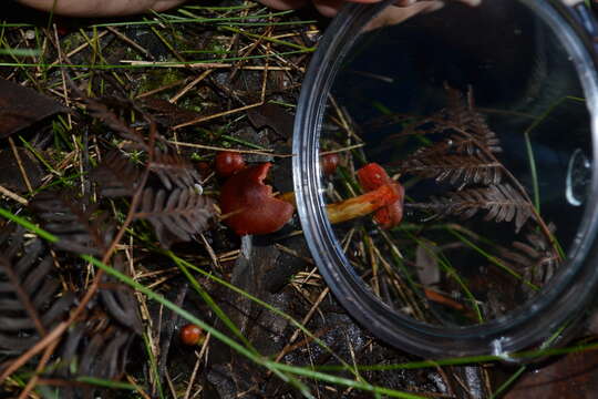 Image of Dermocybe splendida E. Horak 1983