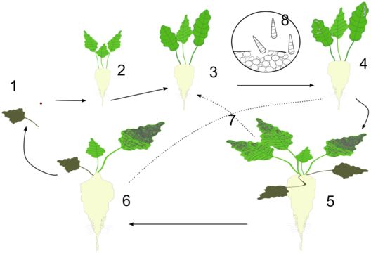 Image of <i>Cercospora beticola</i> Sacc. 1876