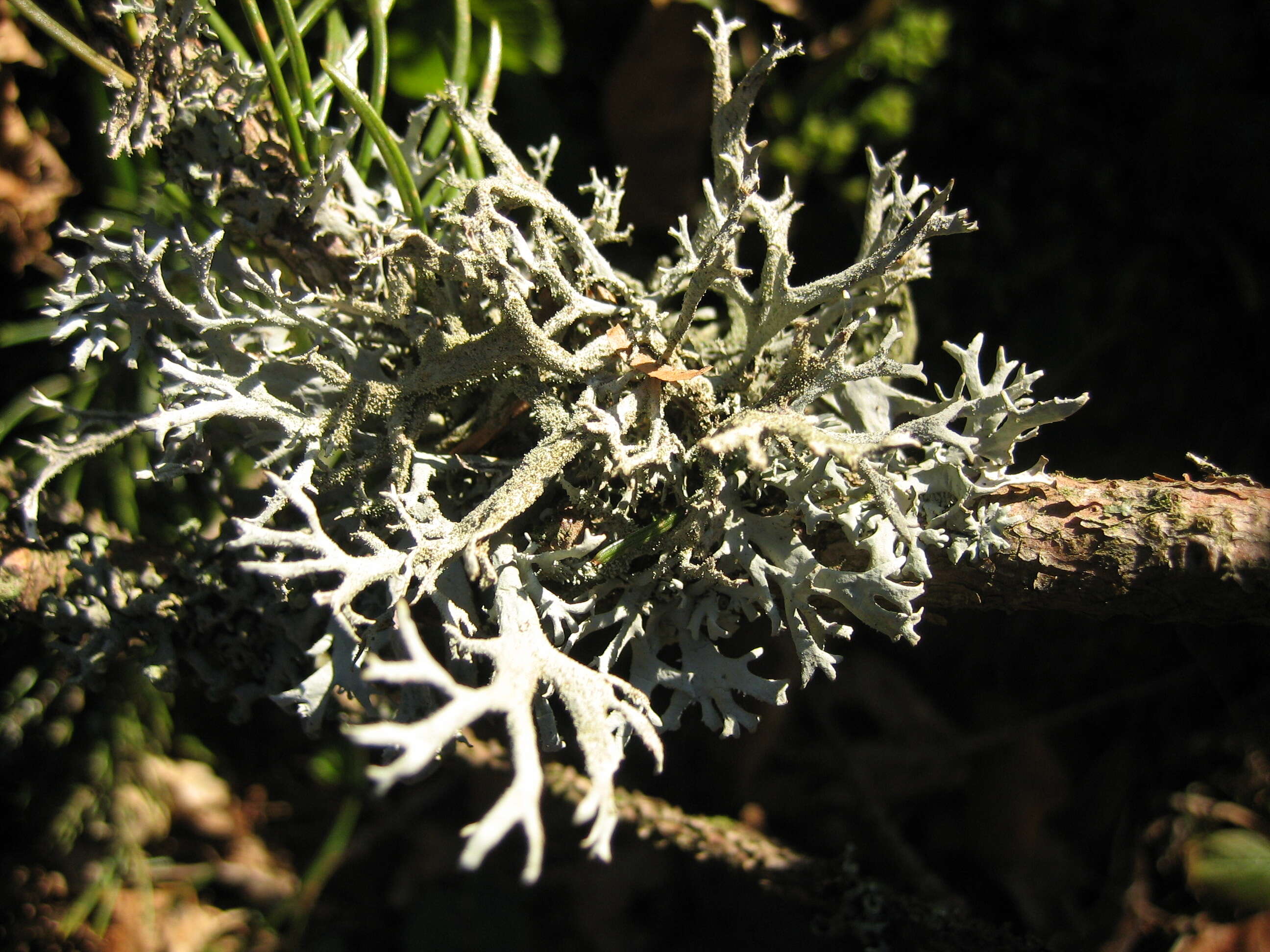 Image of Pseudevernia furfuracea (L.) Zopf