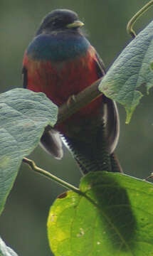 Image of Bar-tailed Trogon